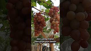 🌿varietas Anggur ninel🍇 trending berkebun videoshort viralvideo anggurninel [upl. by Tempa]