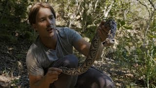 Stunning Deadly Gaboon Viper With Worlds Largest Fangs Next to River taking tickles [upl. by Anifesoj]