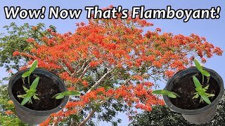 Grow Flamboyant Tree from Seeds  Royal Poinciana [upl. by Barbette]