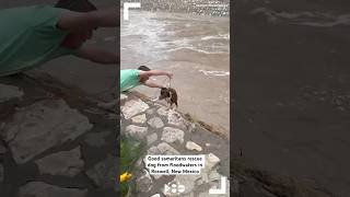 VIDEO Good samaritans rescue dog from floodwaters in Roswell New Mexico [upl. by Ahsied]