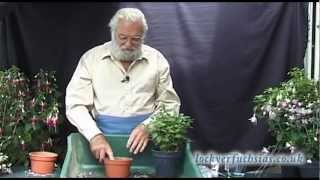 Taking Fuchsias Cuttings [upl. by Addy]