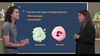 Cambridge A Level Biology  1101 The Immune System  AS amp A Level Biology  mySecondTeacher [upl. by Uzzia]