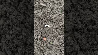 Bad boy chafer grub why your lawn looks awful landscaper lawn lawnmaintenance chafer [upl. by Torrin]