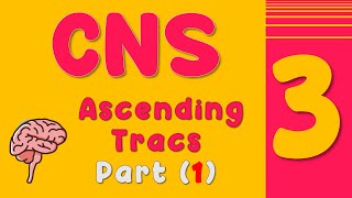 Lecture 3 ascending tracts part 1 [upl. by Libbna]