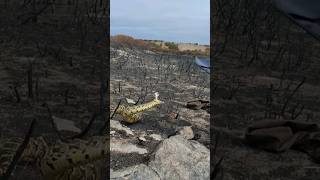 Puff Adder Tries to Bite Me [upl. by Acinimod]