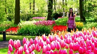 TravelDiary ▷ Keukenhof Gardens and Tulip Fields  Amsterdam  Bruges Trip [upl. by Stubbs]