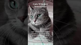 Cats Whisker Sensitivity [upl. by Muffin]