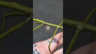 Just a stick phryganistria stickinsect phasmid shorts [upl. by Mal36]