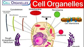 Cell Cell organelles  Plasma Membrane Ribosomes Cytoplasm Cytosol Centrosome Lysosome ER [upl. by Orgalim]