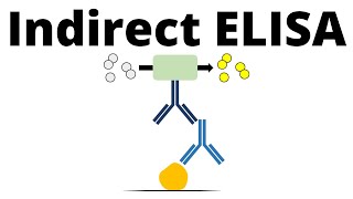 Indirect ELISA in 1 minute [upl. by Emmalynne571]