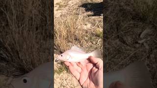 Yellowbelly Golden Perch catch and release [upl. by Sirhc862]