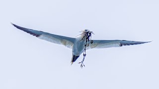 Birding in Speyside Scotland May 2022 [upl. by Niraa422]