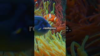 Clownfish Natures Gender Benders [upl. by Bradford]