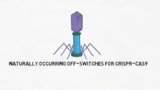 Naturally Occurring OffSwitches in CRISPRCas9 [upl. by Anirak403]