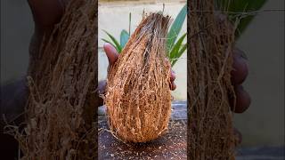 Peeling A Hard Coconut hardcocinut shortvideo [upl. by Mikal153]