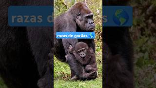 quotConoces estás Especies de gorilasquot 😱🦍 [upl. by Ralip590]