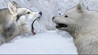 Siberian Husky vs Samoyed  Highlights [upl. by Rorry]