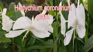 Hedychium coronarium plant white ginger lily nature beautifulnature flower [upl. by Nahtnaoj384]