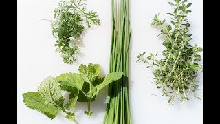 List of Perennial Herbs [upl. by Rednael]