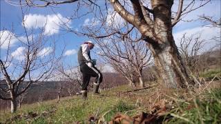 Boron Fertilizer On Cherry Trees [upl. by Airual981]