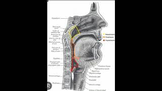 Laryngopharynx [upl. by Alimac]