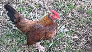 Hennie Rooster [upl. by Ambrosius]