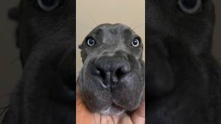 TEACHING MY 8 MONTH OLD CANE CORSO PUPPY TO “SETTLE” canecorso puppy shorts training dog cute [upl. by Joy566]