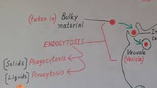 Endocytosis and Exocytosis Explained in Englush amp Urdu [upl. by Adnawat]