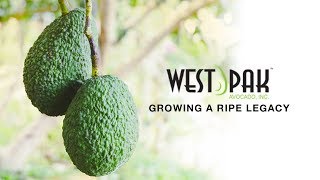 West Pak Avocado  Growing A Ripe Legacy [upl. by Evadnee]