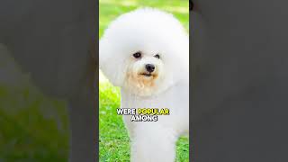 Bichon Frise quotTop 5 Fun Facts About Bichon Frise [upl. by Eilliw]