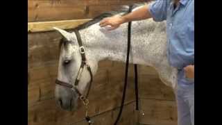 Horse Massage using the Masterson Method Bladder Meridian  Going into Detail [upl. by Enigroeg]