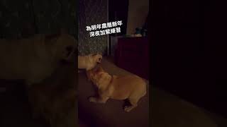 舞番Part獅先 ＃frenchbulldog 法國鬥牛犬 ＃法國老虎狗 [upl. by Ayotel]