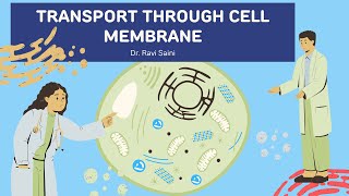 Active Transport Explained The Science Behind Cell Survival [upl. by Bale]