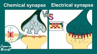 Chemical vs Electrical synapses  Neurology  Neuroanatomy  USMLE [upl. by Dougy]