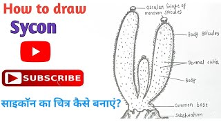 How to draw Sycon or Scypha Diagram  साइकाॅन का चित्र  Phylum Porifera  sycon porifera easy [upl. by Cristal]