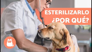 10 VENTAJAS de CASTRAR a un PERRO 🐶✅ ¿Por qué ESTERILIZAR a un PERRO [upl. by Quinlan899]