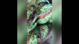 Paano paramihin ang mga anak ng Aglaonema Plantacote fertilizer results to Aglaonema plants [upl. by Kolva]