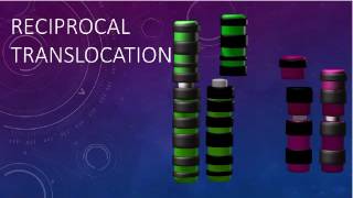 RECIPROCAL TRANSLOCATIONS AND SYNAPSIS [upl. by Paterson]