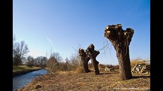 NABU Euskirchen TV Kopfweidenpflege an der Erft [upl. by Tonnie370]