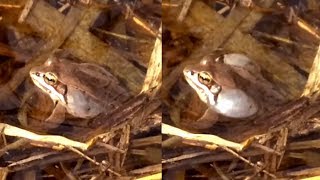 Wood Frog Calling Lithobates sylvaticus or Rana sylvatica [upl. by Llimaj]