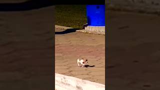 Leo micro Puppy dog puppy run [upl. by Augustine971]