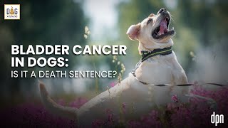 Bladder Cancer in Dogs Is It a Death Sentence  Dr Nancy Reese DVM PhD Deep Dive [upl. by Ritch]