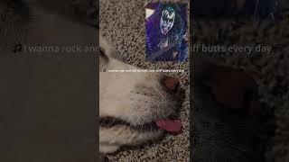 Dog Dreams About Being Gene Simmons from KISS [upl. by Cir371]