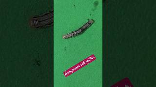 Armyworm caterpillars frequently feed in groups [upl. by Nyladnohr548]