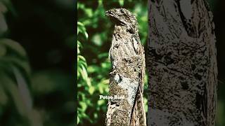 Potoo bird shorts youtubeshorts [upl. by Gordy]