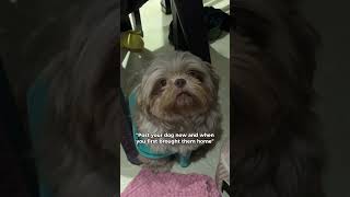 Bellamys then and now 🕜 doglovers shihtzupuppy doglover dogs shihtzu dog cutedog [upl. by Hsina]