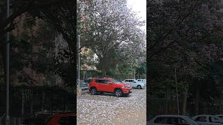 Jeep Compass Spring in Bangalore  Pink Trumpet flowers bloom in Bengaluru shorts bangalore [upl. by Onej]