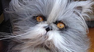 Meet Atchoum The Incredibly Fluffy “Werewolf Cat” With Hypertrichosis [upl. by Arodasi]