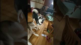 Dogs Howling to Childrens Remembrance Day Tribute dogshowling alaskanmalamutes malamutelovers [upl. by Ynohtnacram]