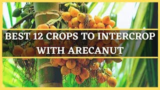 ARECANUT INTERCROPPING BEST 12 CROPS TO INTERCROP WITH AREACANUT  MIXED CROPPING IN ARECANUT [upl. by Cote]